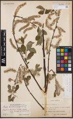 Foto von Salix cinerea L.